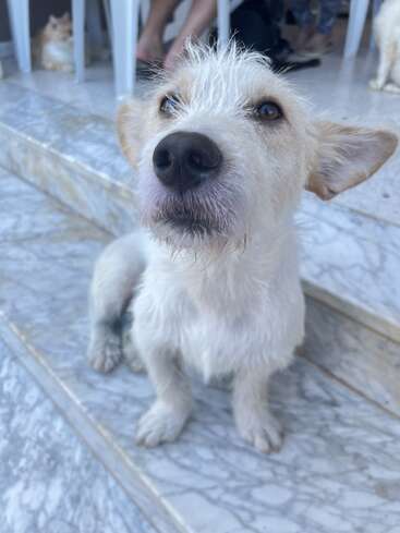 Un perro blanco y desaliñado se sienta atentamente en unos escalones de mármol, mirando hacia arriba. Al fondo, gatos y personas se relajan, creando un ambiente tranquilo y amistoso.