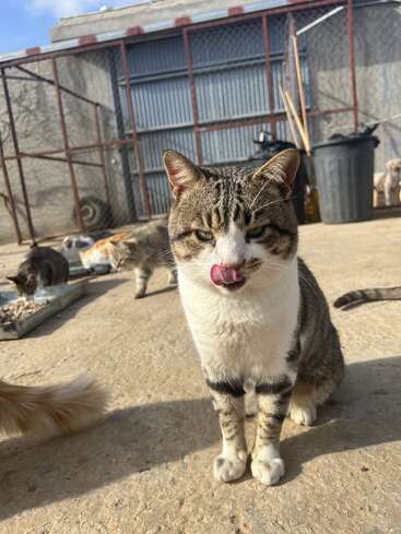 Un gato atigrado está sentado en una superficie de cemento, lamiéndose los labios. Otros gatos están al fondo cerca de las bandejas de comida, dentro de una zona exterior vallada. Día soleado.