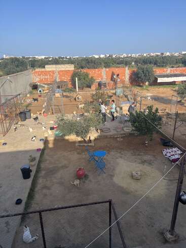 Esta imagen muestra un refugio de animales con varios gatos, algunos perros, tres personas, árboles, vallas y cuencos esparcidos en un día soleado.