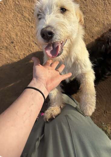 Un perro blanco, desaliñado y feliz, de pie sobre sus patas traseras, tiende la mano con impaciencia a una persona sonriente, compartiendo un momento de alegría al aire libre bajo la luz del sol.