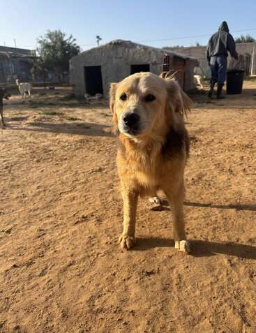 Un perro de color dorado está de pie sobre un suelo de tierra, mirando a la cámara. Detrás se ven refugios de animales, otros perros y una persona con capucha.