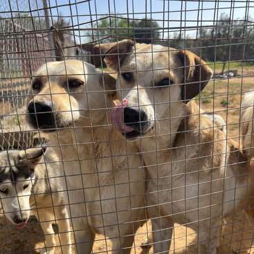 Drei Hunde stehen dicht beieinander hinter einem Drahtzaun in einem sonnigen Außenbereich. Zwei hellbraune Hunde stehen vorne, einer leckt sich die Nase, während ein anderer hinten wartet.