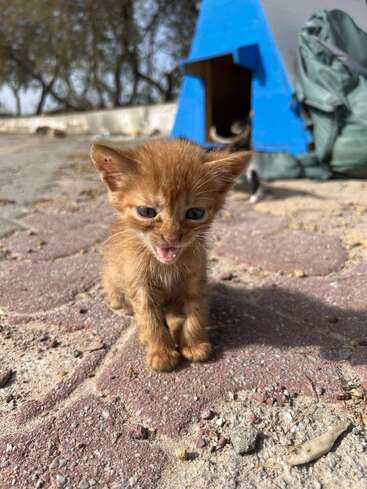 Un pequeño gatito naranja está sentado en un camino iluminado por el sol, maullando. Detrás de él se ven un refugio azul y una mochila verde, con árboles al fondo.