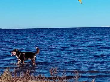 Un chien heureux se tient dans l'eau peu profonde d'un lac bleu, la langue pendante, sous un ciel clair, avec quelques plantes sèches au premier plan.