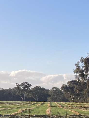 A scenic rural landscape with rows of freshly cut grass, green pastures, and tall trees in the background under a bright blue sky with clouds.