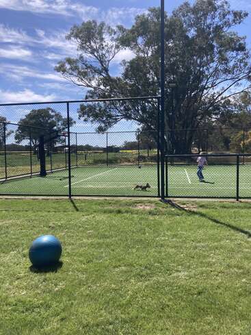 A sunny day at a park: a blue exercise ball on grass, a fenced tennis court, a small dog running, and a child playing inside.