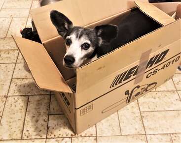 A black and white dog with expressive eyes is sitting inside a cardboard box on a tiled floor, looking up curiously through the open box flaps.