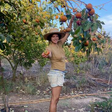 A smiling person wearing a hat and shorts stands outdoors, picking ripe fruit from a tree, surrounded by greenery and fallen leaves under a clear blue sky.