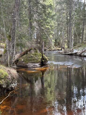 A serene forest scene features a calm stream winding through mossy banks and tall evergreen trees, with reflections dancing on the water’s surface under dappled sunlight.