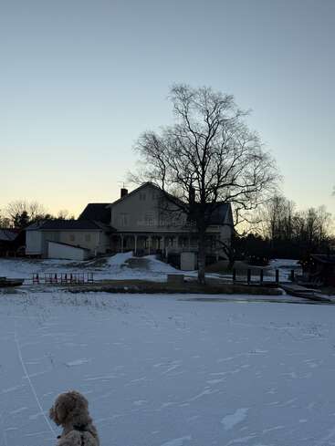 A winter scene with a large house, leafless tree, and icy ground. A small dog in the foreground, muted sunset sky, and outdoor lights strung nearby.