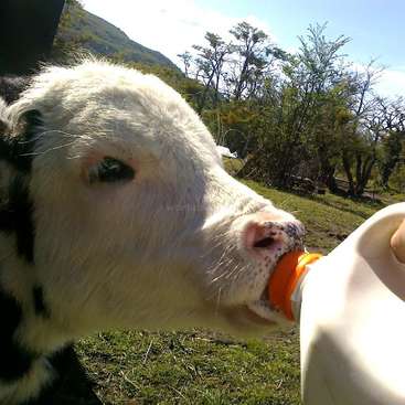Das Bild zeigt eine Nahaufnahme eines weißen Kalbs mit schwarzen Flecken, das aus einer Flasche auf einer Wiese mit Bäumen und einem Hügel im Hintergrund trinkt.