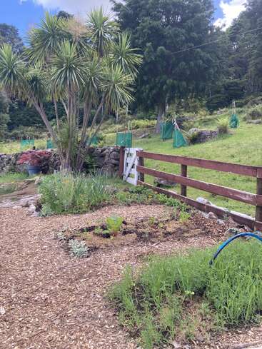 Ein üppiger Garten mit jungen Pflanzen, einem palmenartigen Baum, einem Holzzaun, einer Steinmauer, einem Schlauch und grünen Hügeln im Hintergrund unter einem teilweise bewölkten Himmel.