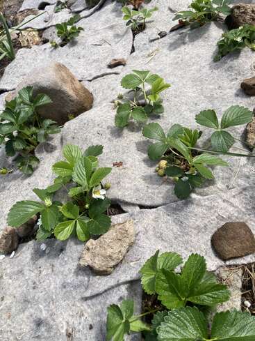 Dieses Bild zeigt junge Erdbeerpflanzen, die durch Löcher in grauem Landschaftsgewebe wachsen, umgeben von Steinen. Einige Pflanzen haben kleine grüne Erdbeeren und weiße Blüten.