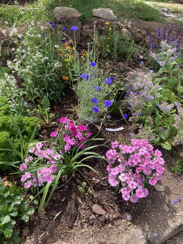 Ein lebendiger Blumengarten blüht mit rosa, lila, blauen und gelben Blumen. Üppiges Grün umgibt die Blüten, umrahmt von Steinen und erdigem Boden. Friedliche Natur.