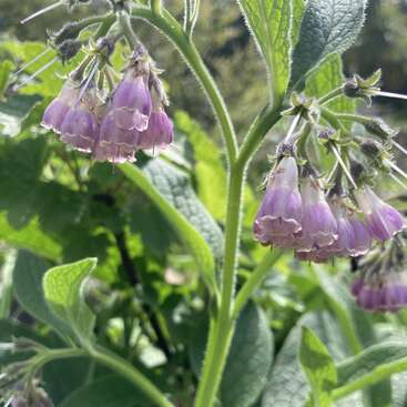 Zarte, glockenförmige lila Blüten hängen anmutig an grünen Stängeln, umgeben von strukturierten Blättern, und sonnen sich im hellen Sonnenlicht vor einem üppigen, grünen Hintergrund.