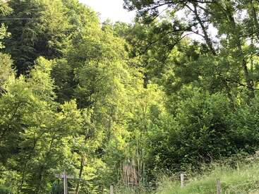This image shows a lush, green forest with dense trees and foliage. Sunlight filters through the canopy. A wooden signpost and grassy slope are visible below.