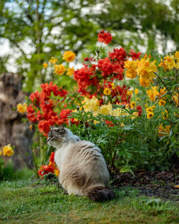 Eine flauschige Katze sitzt auf grünem Gras neben leuchtend roten und gelben Blumen, umgeben von üppigem Grün und Bäumen, und schafft so eine friedliche und farbenfrohe Gartenszene.