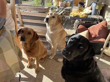 Trois labradors — un noir, un jaune et un marron — sont assis, l'air attentif, à l'intérieur d'un patio confortable, avec des meubles en bois, des coussins et la lumière du soleil qui inonde chaleureusement la pièce.