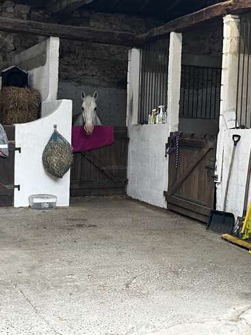 Um cavalo branco está dentro de um estábulo rústico com paredes de pedra, espreitando por cima de uma porta de madeira. Feno, ração, ferramentas e produtos de higiene estão espalhados pelo local.