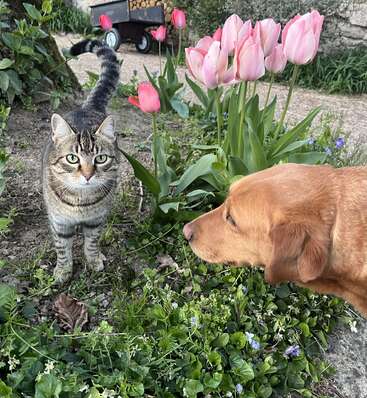 Um gato malhado está em um jardim, olhando para a câmera. Um cachorro dourado fareja perto de tulipas cor-de-rosa, cercado por plantas verdes, com um carrinho ao fundo.