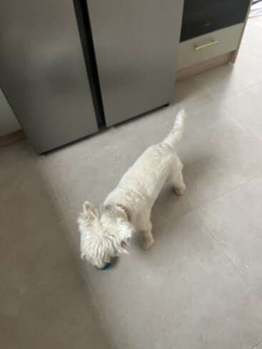 A small, fluffy white dog stands on a tiled kitchen floor near a stainless steel refrigerator, holding a blue ball in its mouth, looking down.