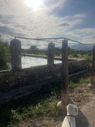 A small white dog on a leash stands near old stone pillars and a water reservoir, under a bright sun and cloudy sky, surrounded by greenery.