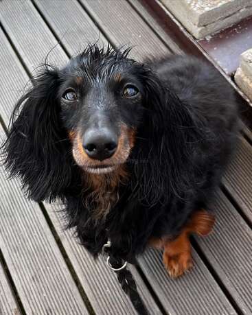 Un perro salchicha mojado de pelo largo y ojos expresivos está sentado en una tarima de madera, mirando a la cámara con una expresión ligeramente curiosa y adorable. Lleva correa.