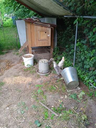 Un pequeño gallinero de madera se alza bajo un tejado de malla, rodeado de cubos, un comedero y dos patos en el suelo, entre verde vegetación.