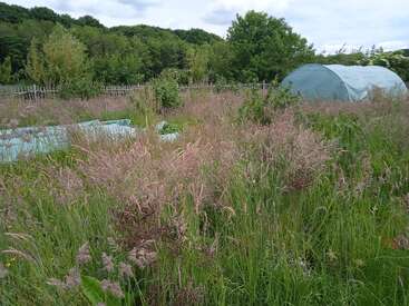 Esta imagen muestra un jardín cubierto de hierbas silvestres altas. Al fondo se ve un politúnel azul rodeado de árboles y una valla de madera. Una escena tranquila.