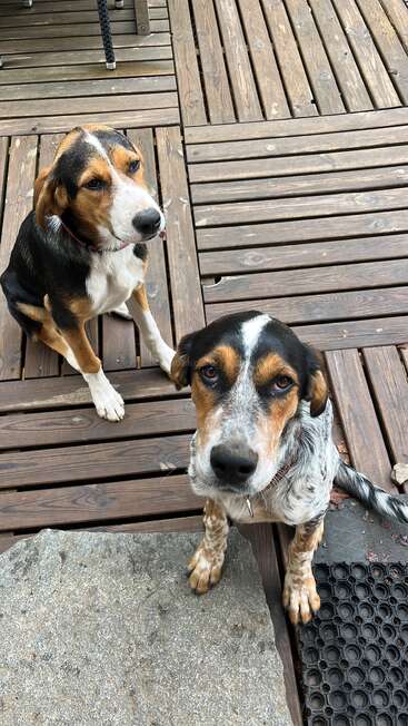 Dois cães adoráveis sentados em um deck de madeira, olhando para cima com expressões gentis. Um deles tem pelagem salpicada e o outro é tricolor. Eles parecem pacientes e amigáveis.