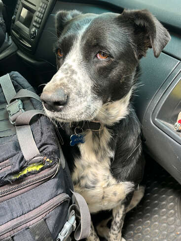 Um cachorro preto e branco com olhos cheios de alma está sentado em um carro ao lado de uma mochila gasta. A etiqueta do cão diz "Atena", sua expressão é calma e gentil.