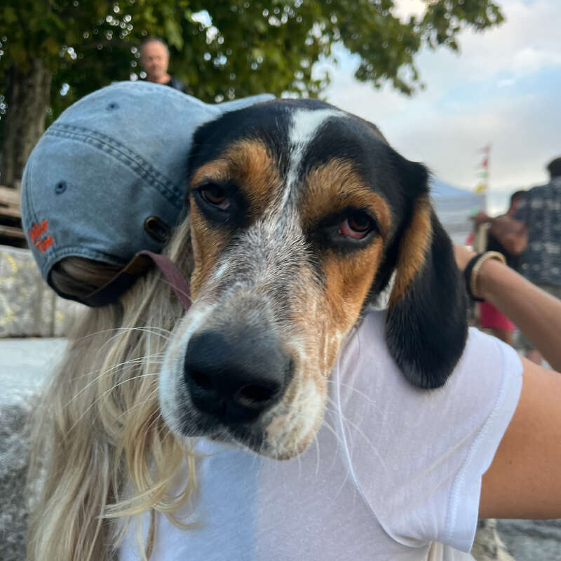 Um cachorro descansa a cabeça em uma pessoa usando um boné para trás. O cachorro parece cansado e relaxado, com árvores e pessoas desfocadas ao fundo.