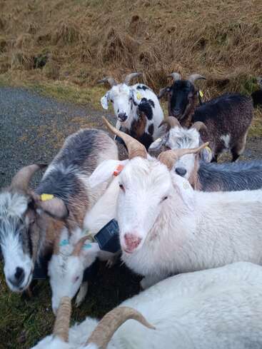 A group of goats with varying horn shapes and colors gather closely together on a grassy, slightly muddy field near a hillside, looking curiously at the camera.