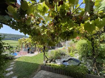 A lush garden scene features grapevines overhead, a small pond, hammock, and green grass, with a serene countryside backdrop, perfect for relaxing outdoors.