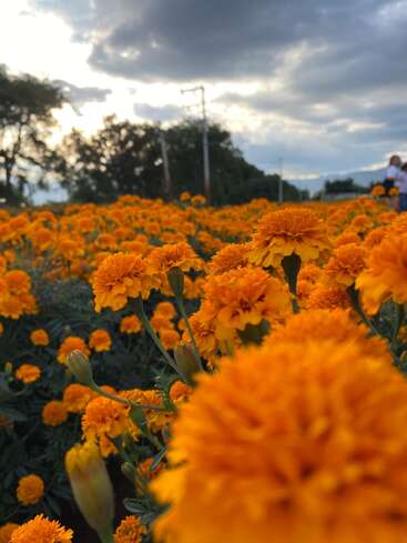 Um campo vibrante de flores de calêndula laranja se estende sob um céu nublado, com árvores e uma pessoa visíveis no fundo suavemente desfocado.