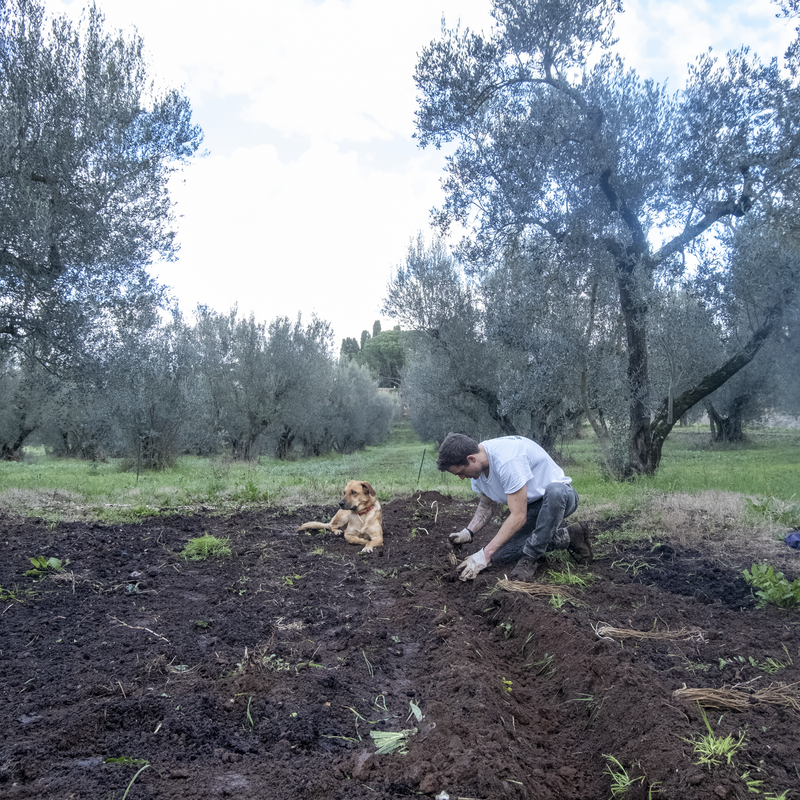 Ein Mann kniet auf einem Feld und pflanzt oder arbeitet im Garten zwischen den Beeten, während ein goldfarbener Hund neben ihm liegt. Unter einem bewölkten Himmel sind sie von Olivenbäumen umgeben.