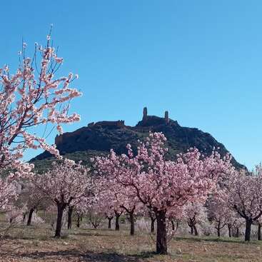 Sur cette image, des cerisiers en fleurs roses embellissent un champ. À l'arrière-plan, un ancien château perché au sommet d'une colline se dresse majestueusement sous un ciel bleu limpide et éclatant.
