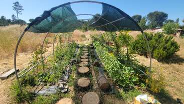 This image shows a garden tunnel with a partial shade cover, wooden stepping logs, lush green plants on both sides, surrounded by tall dry grass.