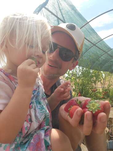 A man and a young girl are enjoying time in a greenhouse. The man holds fresh strawberries while the girl tastes one, smiling together in sunlight.