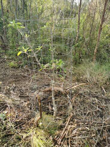 Un árbol joven crece dentro de una jaula protectora de alambre, rodeado de hierba seca, ramitas y vegetación natural del bosque, lo que le proporciona seguridad frente a los animales en libertad.