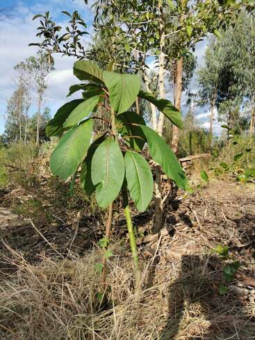 Un joven retoño de grandes hojas verdes se alza en un claro iluminado por el sol, rodeado de hierba seca y árboles más altos contra un cielo azul con nubes.