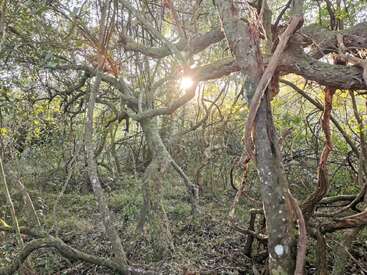 La luz del sol se filtra a través de un bosque denso y enmarañado con ramas retorcidas y enredaderas. El follaje verde rodea los árboles, creando una atmósfera de bosque místico, salvaje y encantador.