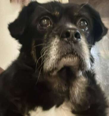 Eine Nahaufnahme eines schwarzen Hundes mit seelenvollen Augen und grau-weißem Fell um Nase und Kinn, der ruhig und leicht neugierig im Haus wirkt.