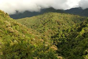 The image depicts a lush forest with dense greenery, featuring trees and foliage, set against a backdrop of rolling hills and a clear sky, evoking a sense of natural beauty and tranquility.