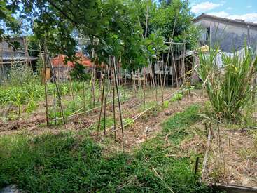 Um exuberante jardim de quintal com estacas de madeira sustentando plantas jovens. A grama verde, as árvores espalhadas e os prédios ao redor criam um ambiente tranquilo e natural sob um céu ensolarado.