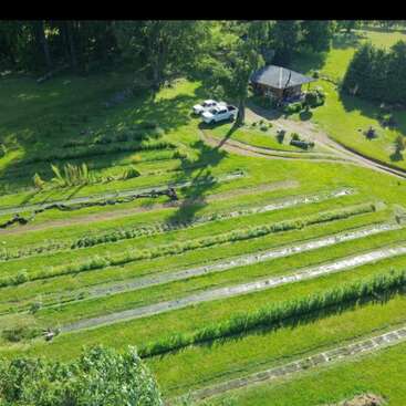 Cette image aérienne montre un champ verdoyant avec des rangées de plantes parallèles et bien ordonnées, une petite maison, deux voitures blanches garées et des arbres environnants, le tout sous un soleil éclatant.