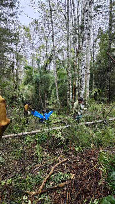 Deux personnes nettoient une zone forestière à l'aide d'outils et d'un broyeur de bois bleu. Des branches tombées et du feuillage vert couvrent le sol sous les grands arbres feuillus.