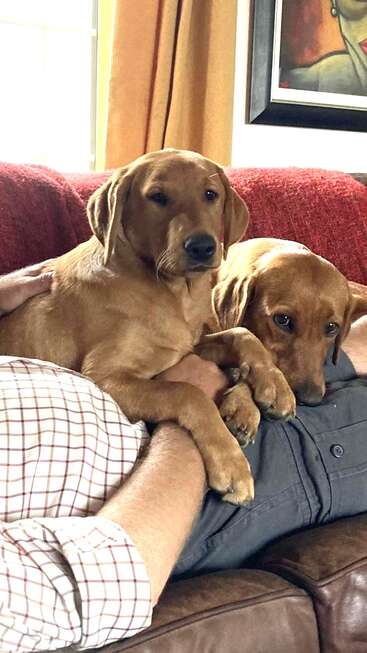 La imagen muestra a dos perros marrones sentados en el regazo de una persona en un sofá de cuero marrón, con una manta roja detrás.
