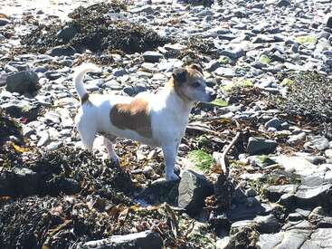 La imagen muestra a un pequeño perro blanco con manchas marrones, de pie en una playa rocosa, rodeado de algas y otros desechos, mirando a la derecha.