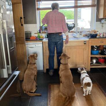 La imagen muestra a un hombre de pie en una cocina, rodeado de tres perros, con una ventana y un fregadero visibles detrás de él, y diversos utensilios de cocina sobre las encimeras.